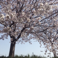 お花見/桜/雑貨/おでかけ 先週末はお彼岸だったので、お墓参り…から…(2枚目)