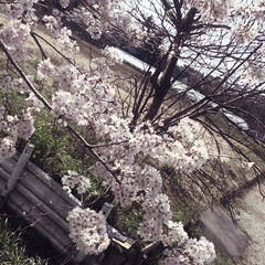 お花見/桜/雑貨/おでかけ 先週末はお彼岸だったので、お墓参り…から…(3枚目)