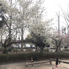 満開の桜/桜/平成最後の一枚/春のフォト投稿キャンペーン/LIMIAおでかけ部/フォロー大歓迎/... 引っ越しと子どもの慣らし保育で、大分ご無…(2枚目)