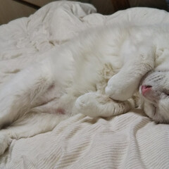 大事な家族/男の子/白猫 私より先にベッドでスヤスヤと寝てます。
…(1枚目)