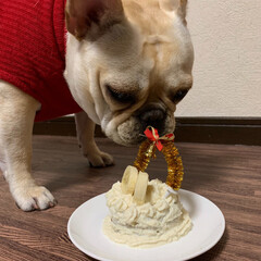 手作りケーキ/アレルゲンフリー/ぶさかわ/鼻ぺちゃ/フレンチブルドッグ/フリフリスカート/... 今日で1歳のお誕生日🎂💖

 
🐶なんな…(9枚目)