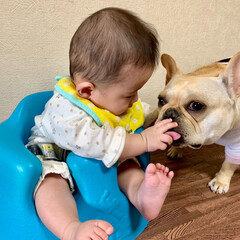 赤ちゃんと犬/赤ちゃん/鼻ぺちゃ/ぶさかわ/フレンチブルドッグ/フレブル/... パパが新しい椅子を買ってくれたよ✨

早…(1枚目)