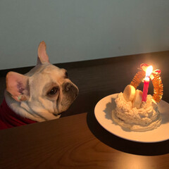 手作りケーキ/アレルゲンフリー/ぶさかわ/鼻ぺちゃ/フレンチブルドッグ/フリフリスカート/... 今日で1歳のお誕生日🎂💖

 
🐶なんな…(8枚目)