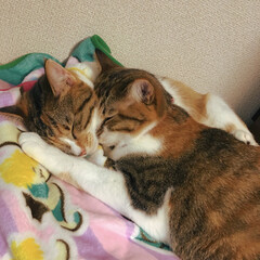 仲良し/姉妹猫/三毛猫/縞三毛/ねこ/冬/... 寒いといつもくっついて寝てる姉妹。
温か…(1枚目)