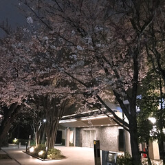 エントランス/桜 桜が満開になり、マンション建設前のイメー…(1枚目)