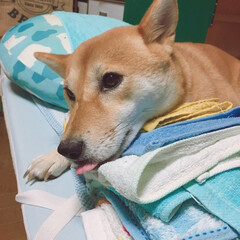 柴犬/にこちゃん 洗濯物の上に こっそりと  寝てみる👅(1枚目)