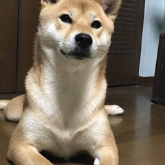 ニコちゃん/柴犬/犬/ペット 犬！(1枚目)