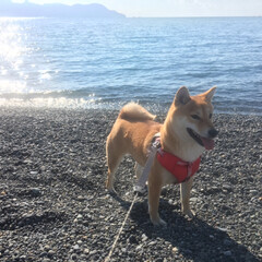 柴犬/ニコちゃん/冬/犬/風景 海に連れてきました。
風もなく穏やかでし…(1枚目)