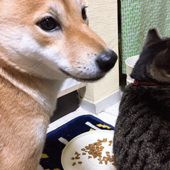 柴犬/ニコちゃん/フォロー大歓迎/ペット/犬/わんこ同好会 楽しいお食事のさなか、
ストーブの上のヤ…(1枚目)