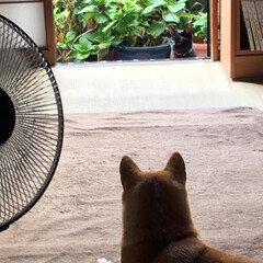 ペット/柴犬/ネコ 庭に出た黒猫を涼しい家の中から眺める柴犬(1枚目)