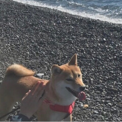 ニコちゃん/柴犬/海/冬/ペット/風景 海にきました。
にこちゃんは、波打ち際で…(2枚目)