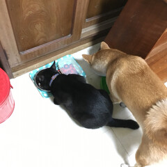 ペット/柴犬/ネコ 庭に出た黒猫を涼しい家の中から眺める柴犬(2枚目)