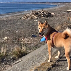ニコちゃん/柴犬/海/冬/ペット/風景 海にきました。
にこちゃんは、波打ち際で…(1枚目)