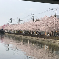 桜/お散歩/春のフォト投稿キャンペーン/フォロー大歓迎/おでかけ/おでかけワンショット 自転車で
近くに桜を見にお散歩です🌸
お…(1枚目)