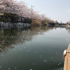 桜/お散歩/春のフォト投稿キャンペーン/フォロー大歓迎/おでかけ/おでかけワンショット 自転車で
近くに桜を見にお散歩です🌸
お…(2枚目)