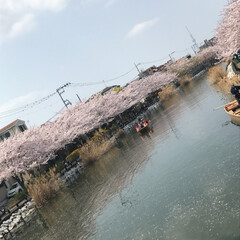 桜/お散歩/春のフォト投稿キャンペーン/フォロー大歓迎/おでかけ/おでかけワンショット 自転車で
近くに桜を見にお散歩です🌸
お…(3枚目)