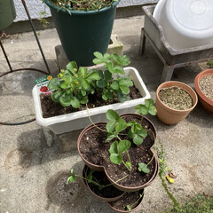苺🍓/庭の花/夏到来/梅雨明け/seria商品/タワーポット/... 梅雨明けしました☀️
夏になりました☀️…