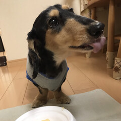 ペット/犬 今年の誕生日にケーキを食べている写真です…(1枚目)