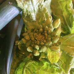 新鮮/菜の花/畑/収穫/天ぷら/テラス/... 今日は、朝から畑で収穫🥬
先日市場で元ス…