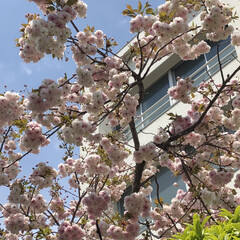 暮らし 買い物途中お花見
近くの中学校の八重桜が…(2枚目)