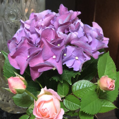 「母の日に娘から貰った紫陽花と前に貰ったミ…」(1枚目)