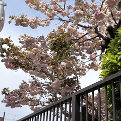 暮らし 買い物途中お花見
近くの中学校の八重桜が…(3枚目)