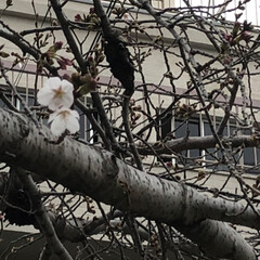 春よ来い/桜咲く 西長居公園の桜咲き始めました。
三枚目の…(2枚目)