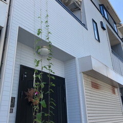 フォロー大歓迎/風景/ブルー 空まで届け美優の朝顔😊
学校で植えた朝顔…(3枚目)