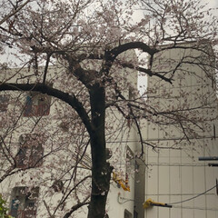 春よ来い/桜咲く 西長居公園の桜咲き始めました。
三枚目の…(3枚目)