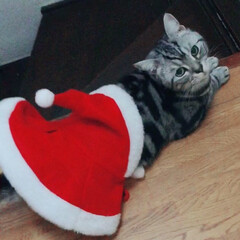 ペット/猫/クリスマス サンタクロースのコスプレしたら、、


…(1枚目)