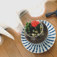 サボテン/金魚鉢/夏インテリア/100均 ガラス性の金魚鉢にキャンドゥの植物たちを…(1枚目)