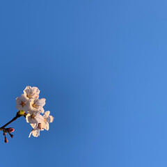 「朝の散歩。

いつも桜の木。

世の中が…」(1枚目)