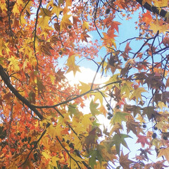 紅葉/公園/秋/おでかけ/東京/茗荷谷 秋の公園。
茗荷谷の駅近くです。
毎秋こ…(1枚目)