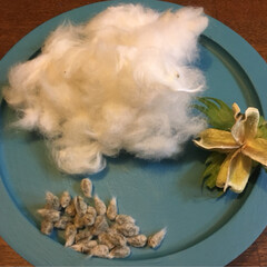 綿種/綿繰り チューブ絞りで綿繰り
綿の種取り(2枚目)
