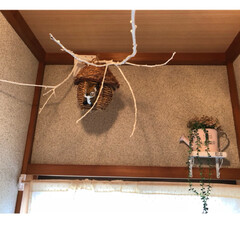 陶芸/にゃんこ/猫/ペット/トイレ/DIY/... 枝を取り付けその先に巣を‥
奥に置いてい…(2枚目)