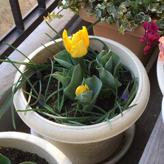 グリーン 今年初めて咲いたチューリップ
2月に植え…(1枚目)
