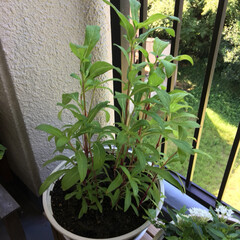 グリーン 時期外れの千日紅の種を買って植えました。…(1枚目)