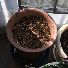 グリーン 一昨日の水仙とチューリップ、去年植えたチ…(4枚目)