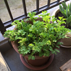 グリーン 今年初めて咲いたチューリップ
2月に植え…(2枚目)