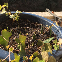 グリーン 一昨日の水仙とチューリップ、去年植えたチ…(5枚目)
