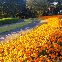 良い天気/🍁🍂秋です🍁🍂/公園散歩 おはようございます(*^^*)
マリーゴ…(1枚目)