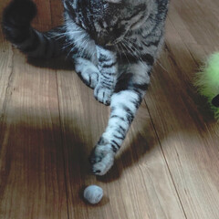 猫のおもちゃ/やまと君/LIMIAペット同好会/にゃんこ同好会/至福のひととき/ハンドメイド/... 羊毛フェルトボールのような、猫毛ボールを…(4枚目)