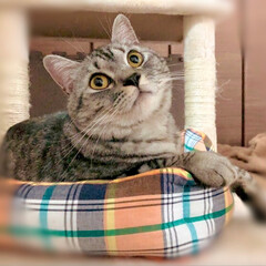 バースデーフード/バースデー/やまと君/猫派/令和の一枚/LIMIAペット同好会/... やまと君の1歳バースデー🎉
猫用スープと…