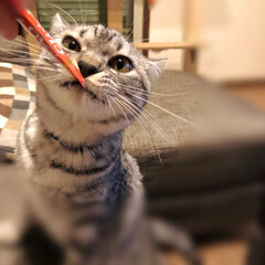 胡蝶蘭/ちゃおちゅーる/猫/やまと君/四つ葉のクローバー/雨季ウキフォト投稿キャンペーン/... 今日は実家へ。
やまと君が少し長めのお留…