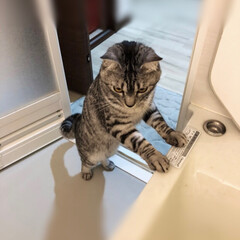 猫/階段/お風呂/やまと君/雨季ウキフォト投稿キャンペーン/LIMIAペット同好会/... シャワー嫌いなのに、お風呂掃除に必ず着い…(2枚目)