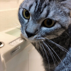 猫/階段/お風呂/やまと君/雨季ウキフォト投稿キャンペーン/LIMIAペット同好会/... シャワー嫌いなのに、お風呂掃除に必ず着い…(1枚目)