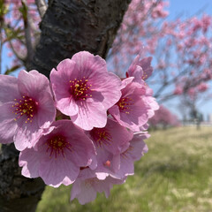 春/花/花見/ドライブ/おでかけ/風景/... 近場をドライブ🚗
春満喫🌸桜に水仙🌼菜の…(1枚目)