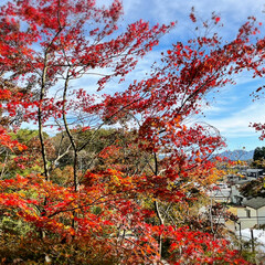秋日和/青空/ドライブ/風景/紅葉/おでかけ 🚙ドライブがてら近場の🍁紅葉と綺麗な景色…(5枚目)