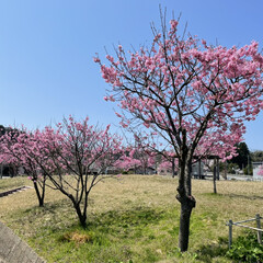 春/花/花見/ドライブ/おでかけ/風景/... 近場をドライブ🚗
春満喫🌸桜に水仙🌼菜の…(4枚目)
