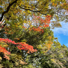 秋日和/青空/ドライブ/風景/紅葉/おでかけ 🚙ドライブがてら近場の🍁紅葉と綺麗な景色…(2枚目)